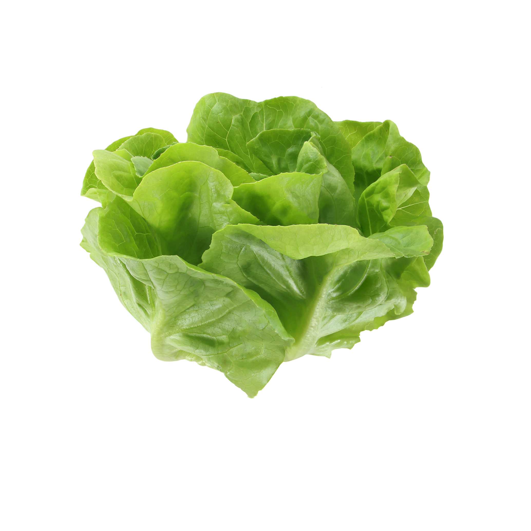 Gem lettuce - 1 head